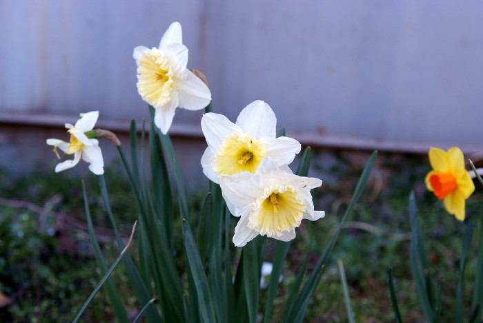 수선화 - daffodil, Narcissus tazetta var. chinensis
