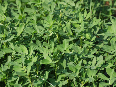 땅콩 사진 - Arachis hypogaea L. Photos