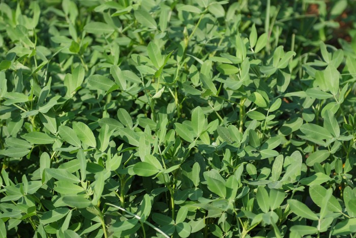 땅콩 - Arachis hypogaea L.