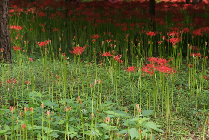 석산 - red spider lily, Lycoris radiata