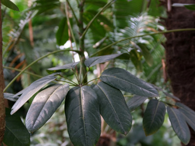 홍콩대엽 사진 - schefflera actinophylla Photos