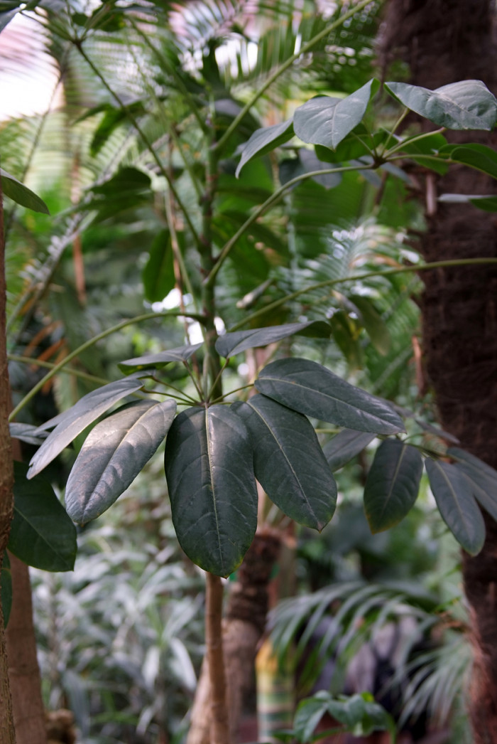 홍콩대엽 - schefflera actinophylla
