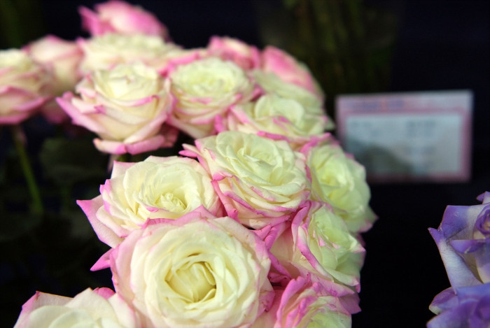 장미 - Rose, Rosa hybrida