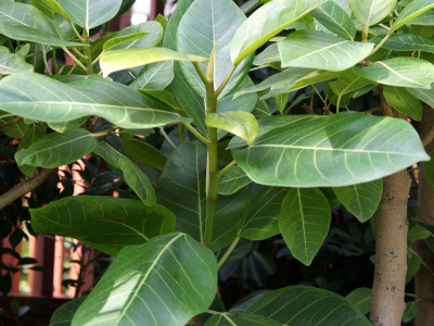 뱅갈고무나무 사진 - Ficus banghalensis Photos
