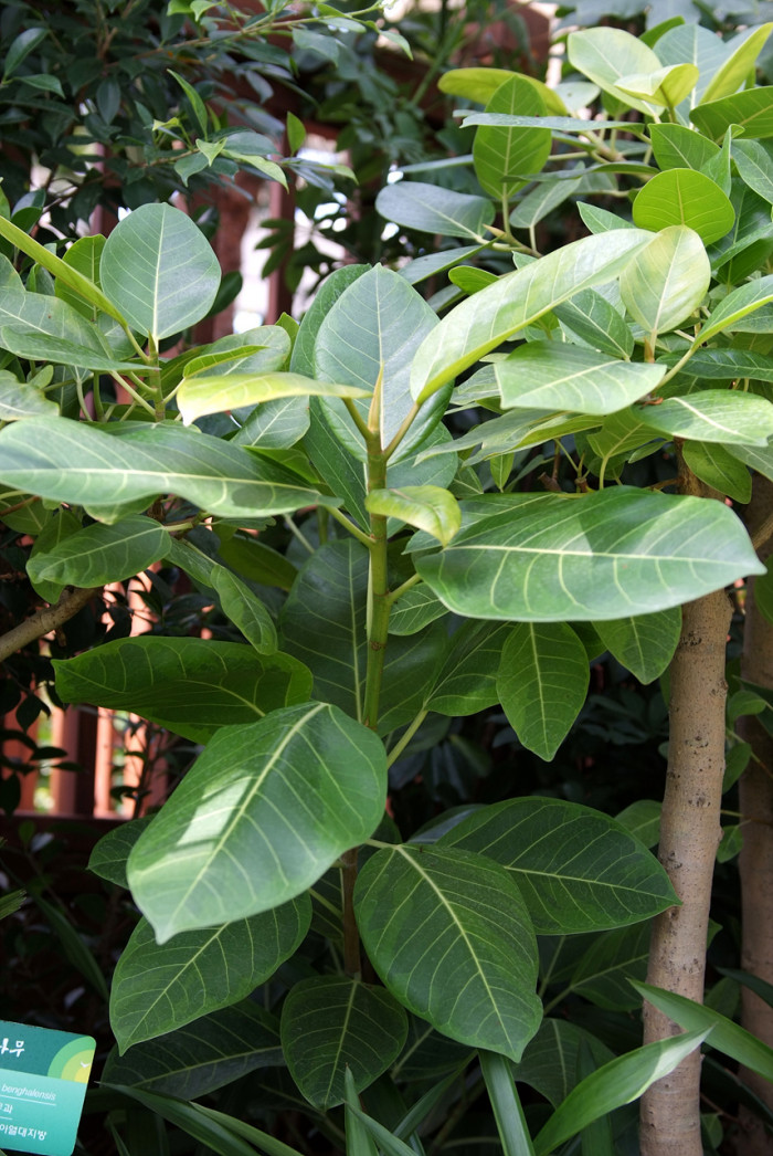 뱅갈고무나무 - banyan, Bengal fig, Indian fig, East Indian fig, Ficus banghalensis