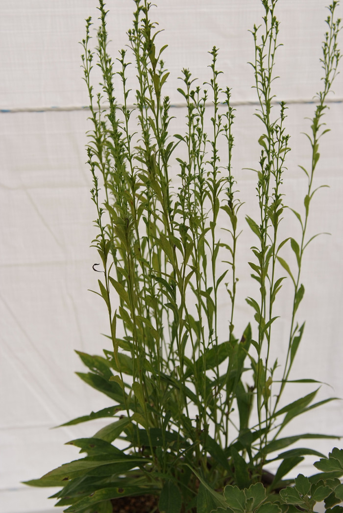 미역취 - Solidago virgaurea subsp. asiatica Kitam. ex Hara var. asiatica