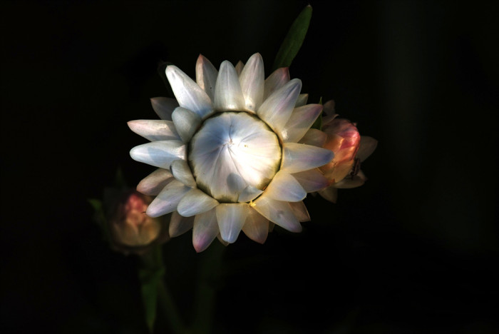 밀짚꽃 - straw flower, Helichrysum bracteatum