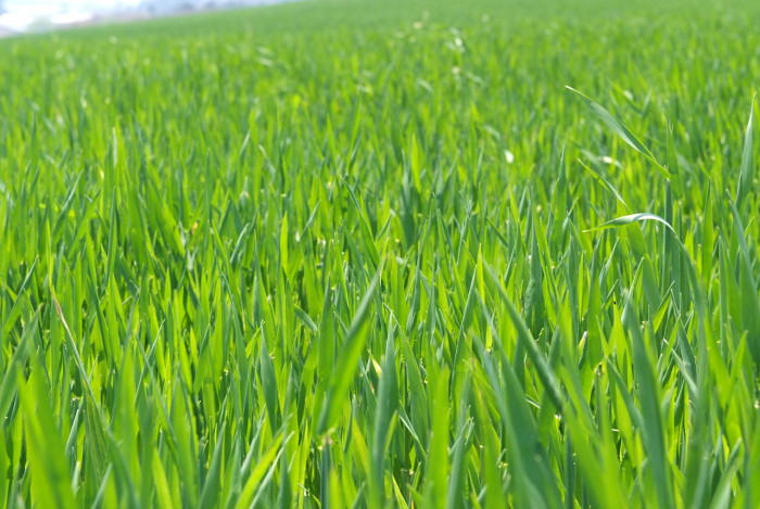 보리 - Hordeum vulgare var. hexastichon (L.) Asch.