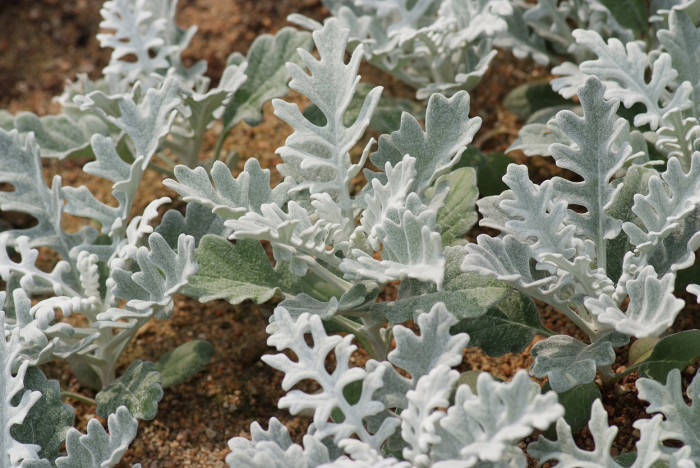 백묘국 - Dusty Miller, Silver RagWort,, Jacobaea maritima