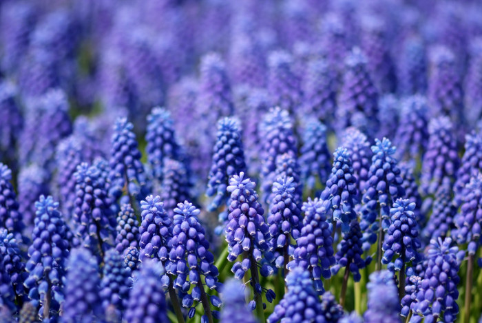 무스카리 - blue grape hyacinth, Muscari armeniacum.