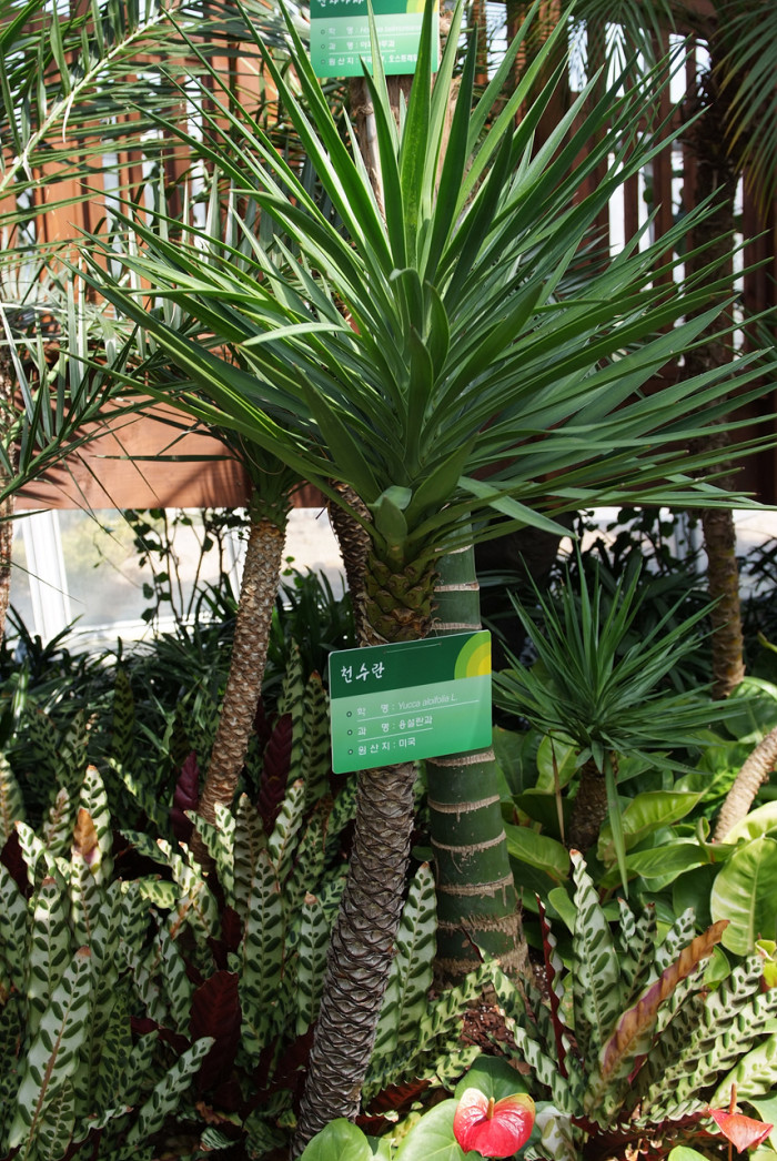 천수란 - Yucca aloifolia L.