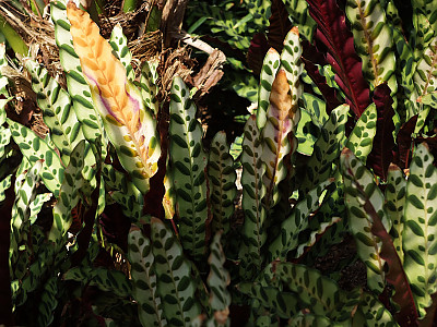 칼라데아 인시그니스 사진 - Calathea insignis Photos