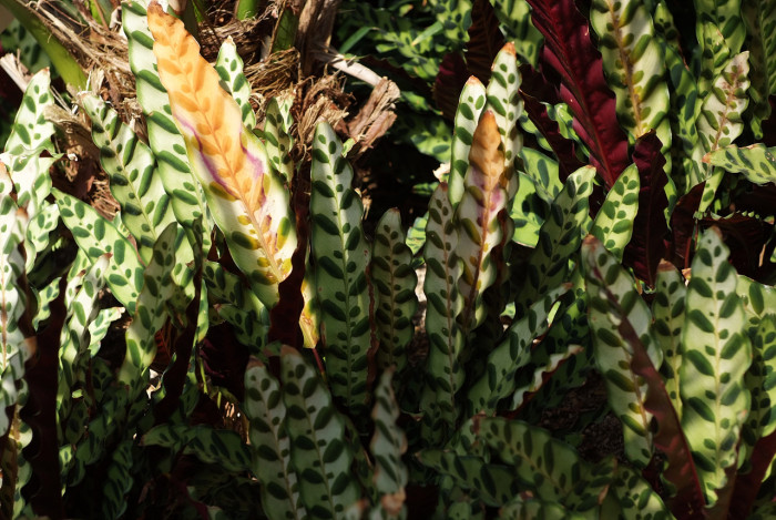 칼라데아 인시그니스 - rattle snake plant, Calathea insignis