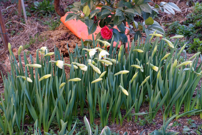 수선화 - daffodil, Narcissus tazetta var. chinensis