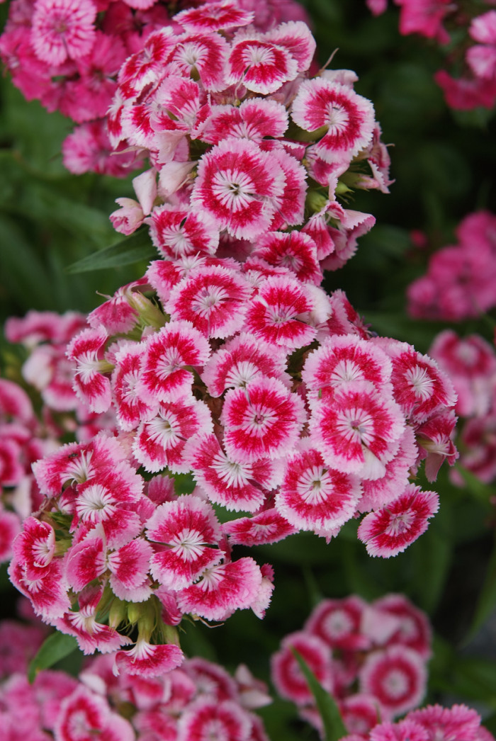 패랭이꽃 - Dianthus chinensis L. var. chinensis, Dianthus chinensis L. var. chinensis
