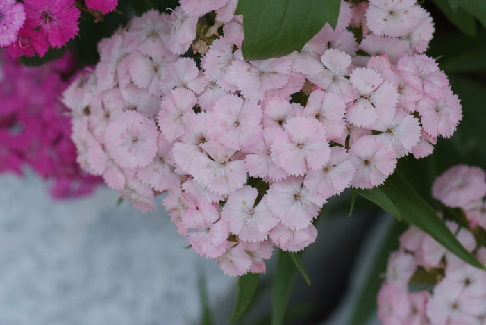 패랭이꽃 - Dianthus chinensis L. var. chinensis, Dianthus chinensis L. var. chinensis
