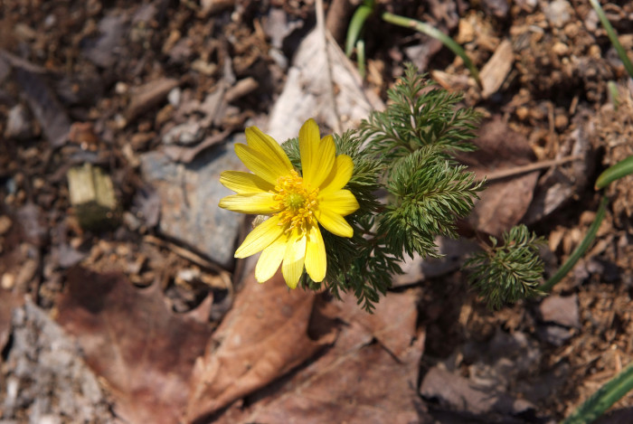 복수초 - Adonis amurensis
