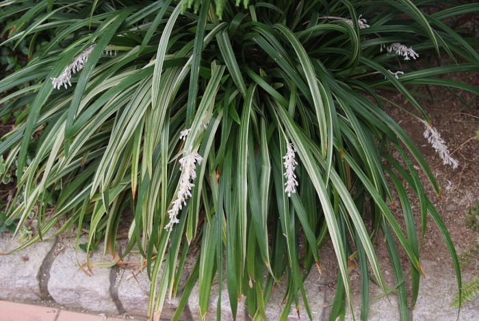 맥문아재비 - Ophiopogon jaburan (Kunth) Lodd.