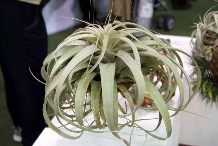 틸란디시아 - Tillandsia bergeri