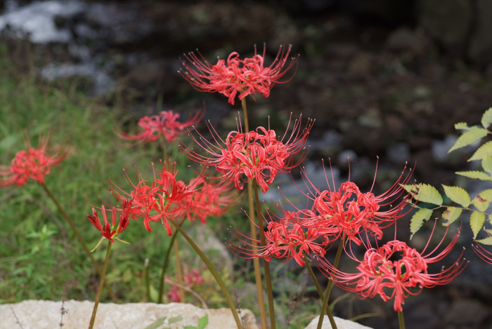 석산 - red spider lily, Lycoris radiata