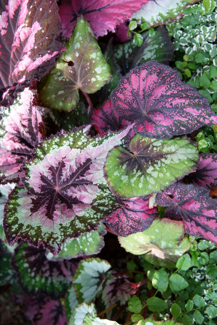 렉스베고니아 - Rex begonia, Begonia rex