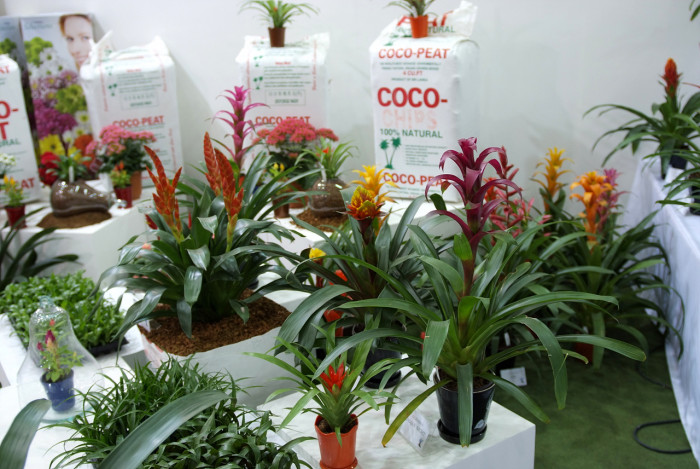 틸란디시아 - Tillandsia bergeri