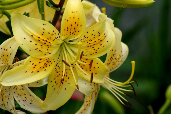 백합 - Lily, Lilium longiflorum Thunb.