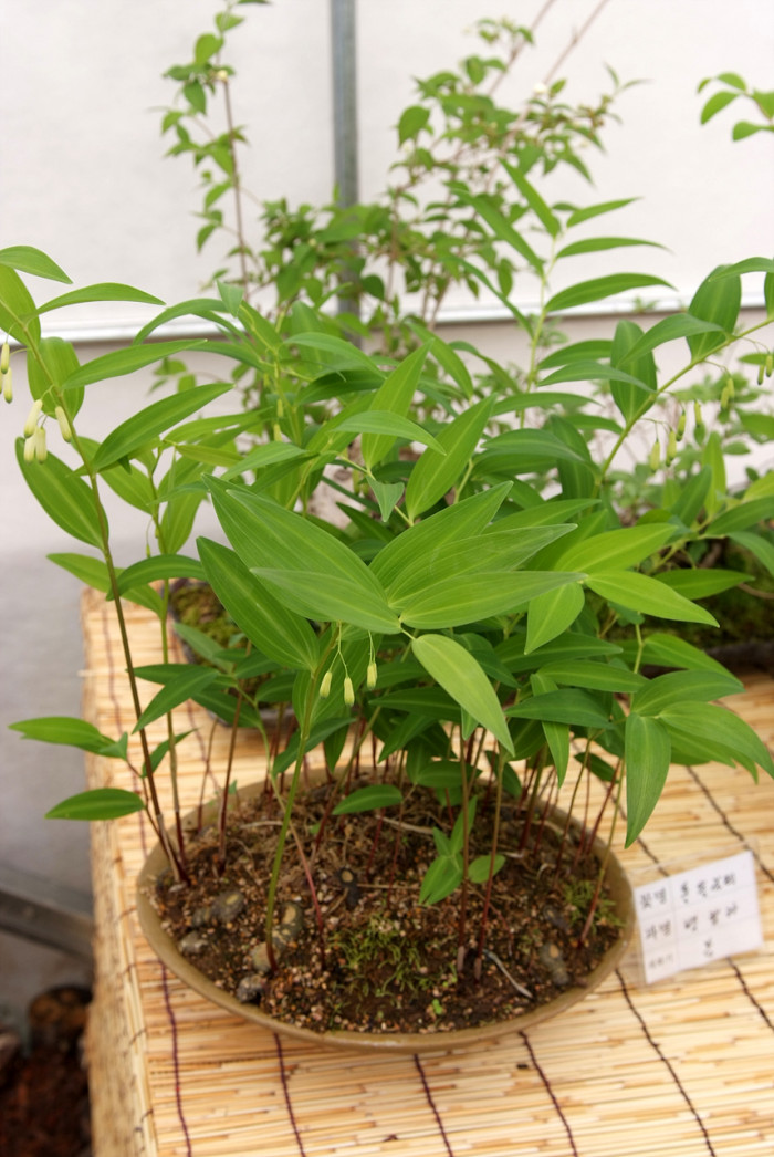 퉁둥굴레 - Polygonatum inflatum Kom.