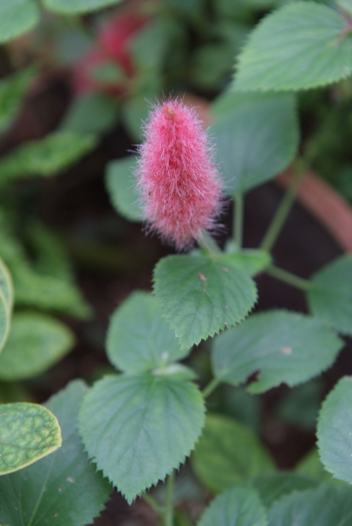 여우꼬리풀 - Glabrous colicroot, Aletris glabra Bureau & Franch.