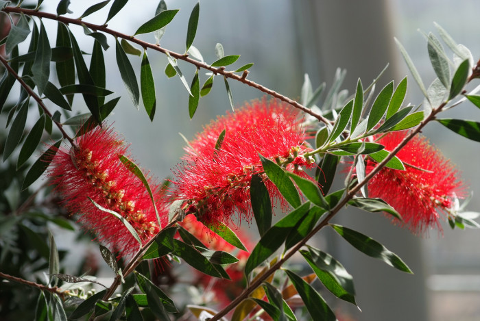 병솔나무 - Bottlebrush, Callistemon lanceolatus