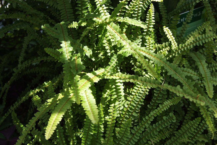 줄고사리 - Nephrolepis cordifolia (L.) Presl