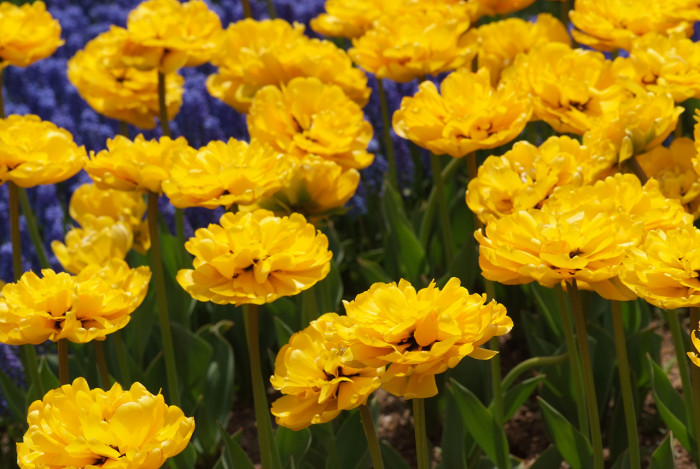 튤립 - Tulip, Tulipa gesneriana
