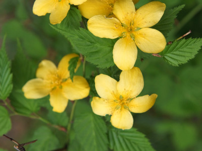 황매화 사진 - Kerria japonica Photos