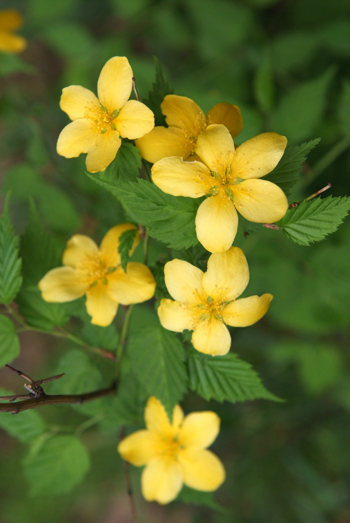 황매화 - Japanese Kerria, Kerria, Kerria japonica