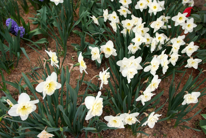 수선화 - daffodil, Narcissus tazetta var. chinensis