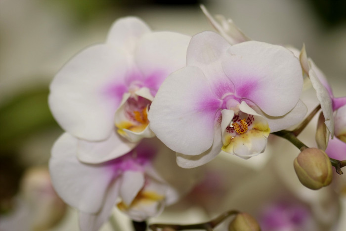 호접란 - Moth orchids, phalaenopsis