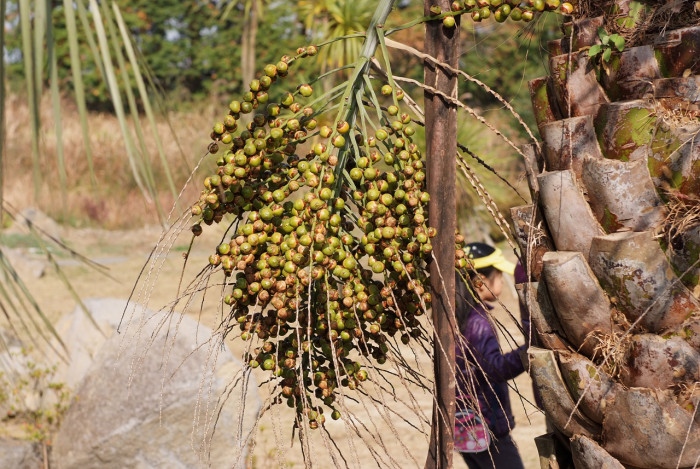 뷰티아야자 - Jelly palm, Butia odorata (Barb.Rodr.) Noblick