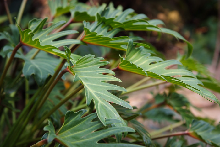필로덴드론 셀로움 - Selloum philodendron, Philodendron bipinnatifidum