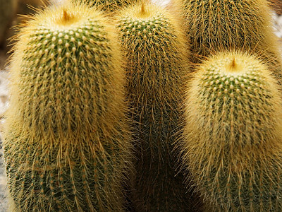 금황환 사진 - Eriocactus leninghausii Backeb Photos