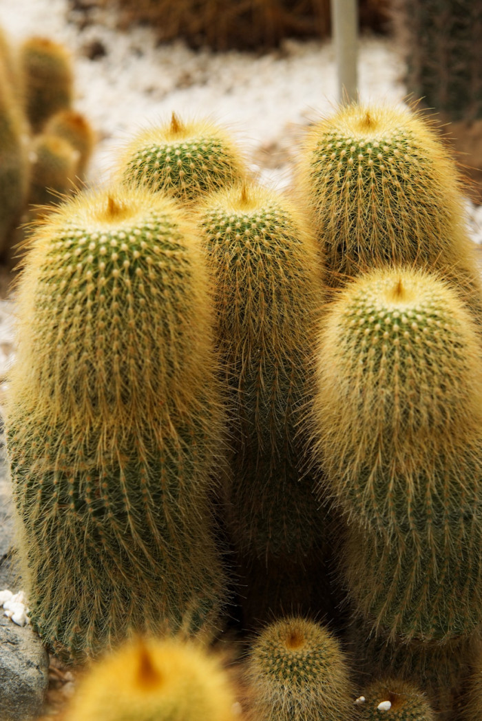 금황환 - Notocactus leninghausii, Eriocactus leninghausii Backeb