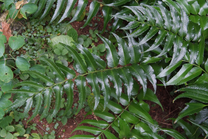 도깨비고비 - Holly Fern, Cyrtomium falcatum (L.) Presl