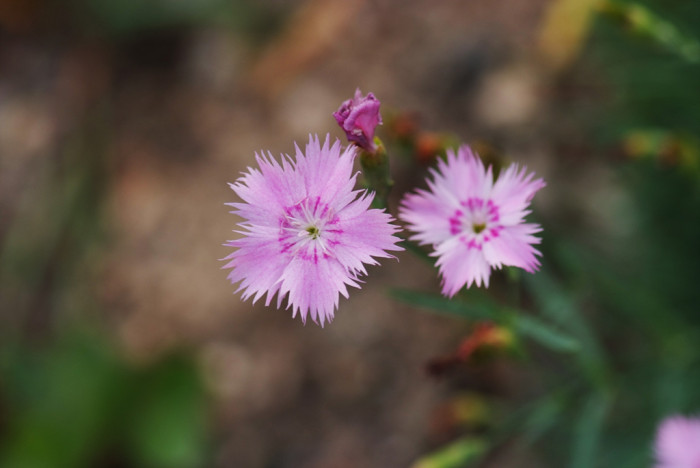 패랭이꽃 - Dianthus chinensis L. var. chinensis, Dianthus chinensis L. var. chinensis