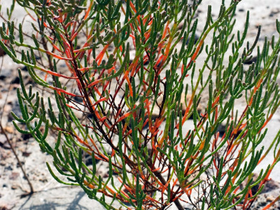 함초 사진 - Suaeda japonica Photos