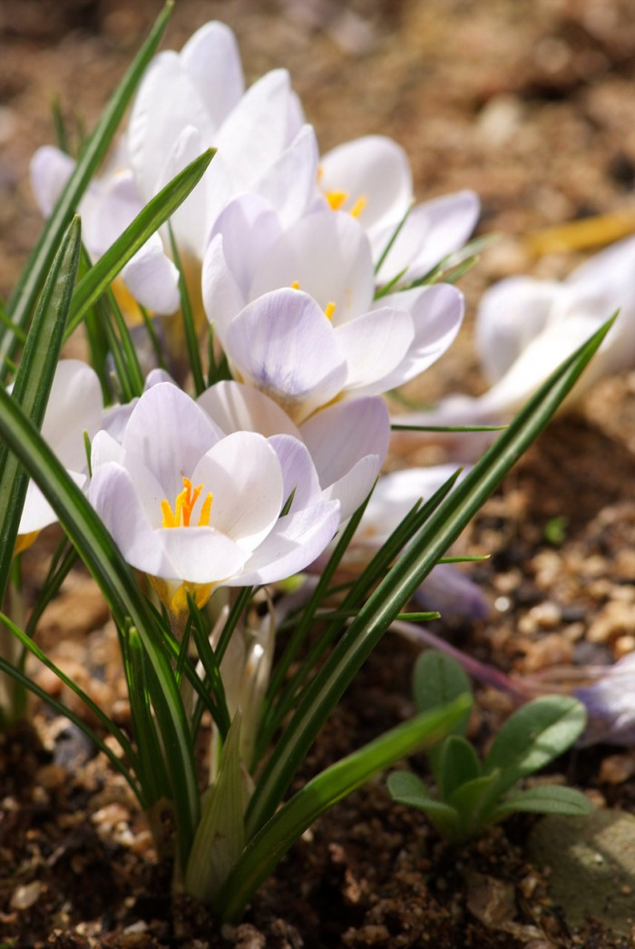 크로커스 - Crocus, Crocus spp.