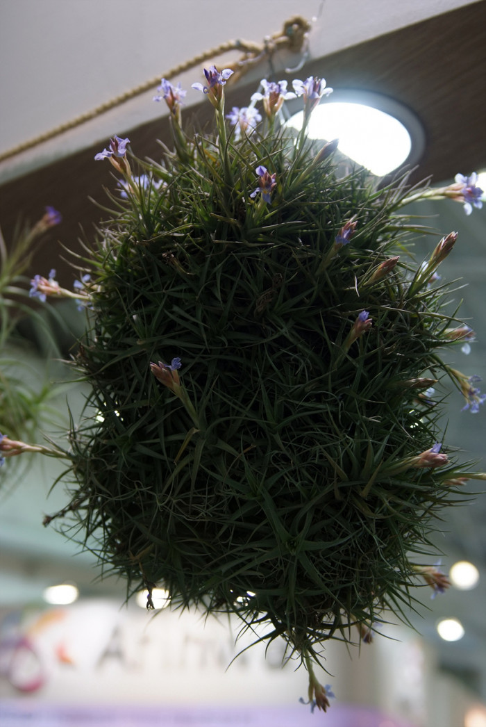 틸란디시아 - Tillandsia bergeri