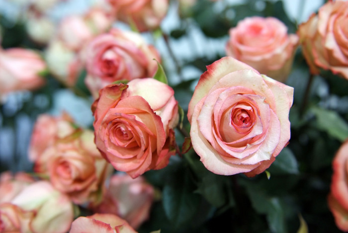 장미 - Rose, Rosa hybrida