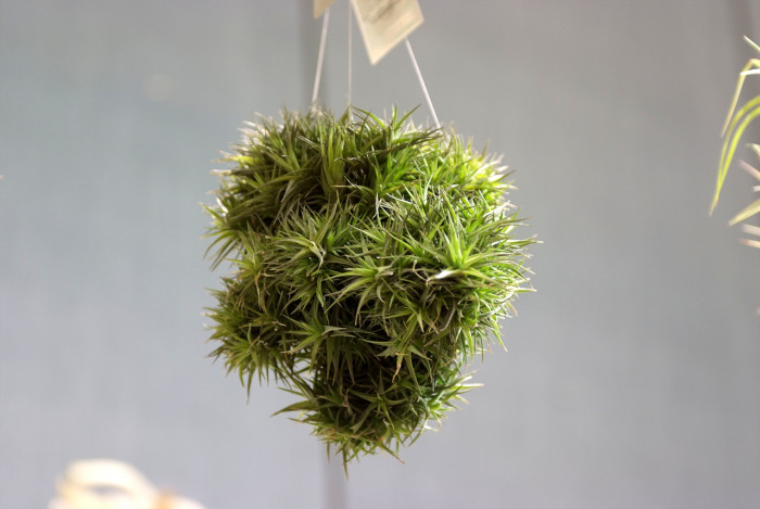 틸란디시아 - Tillandsia bergeri