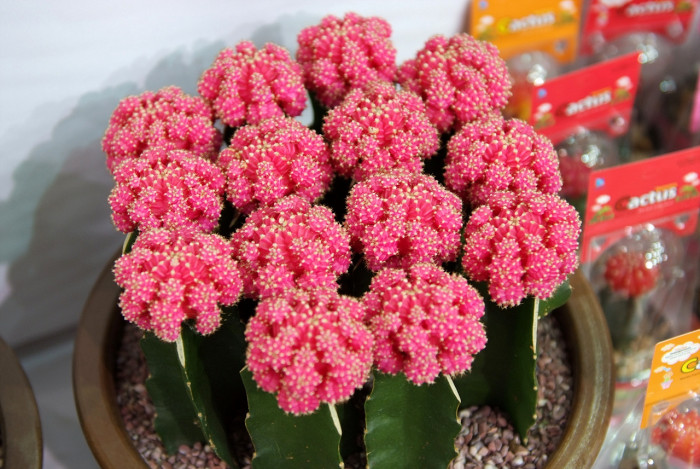 선인장 - Opuntia ficus-indica Mill.