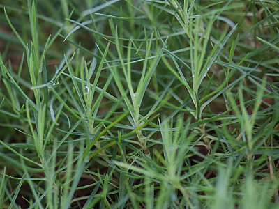 상록패랭이 사진 - Dianthus chinensis Photos