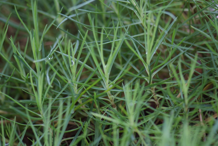 상록패랭이 - Dianthus chinensis